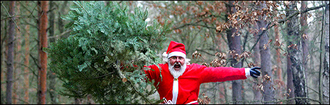 Santa likes his Conifers. So does Colin Evans.