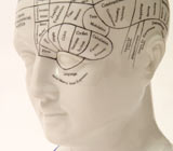 Phrenologist's model of human head