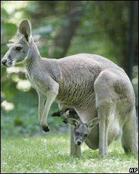 Canguru