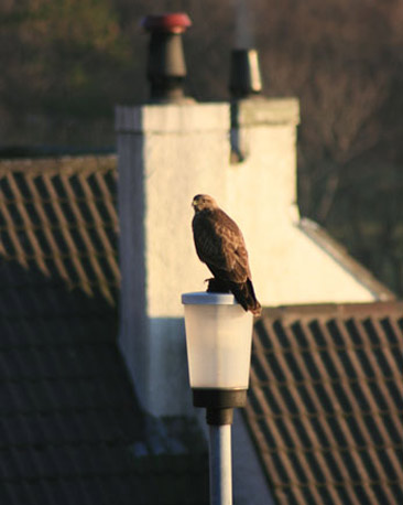 Buzzard, Uig