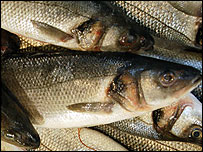 Sea Bass