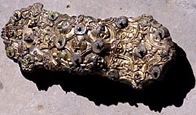 Photo of a brooch found at the Scar burial site