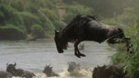 Leaping Wildebeast from the Nature Picture Library