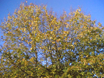 Coed yr Hydref