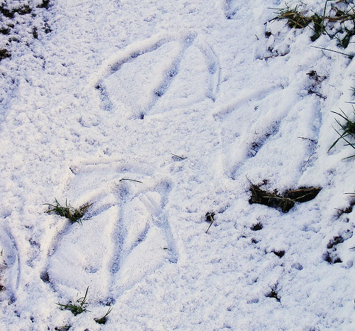 tracks by jane v adams