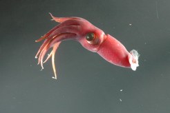 Histioteuthis heteropsis (the cockeyed squid)
