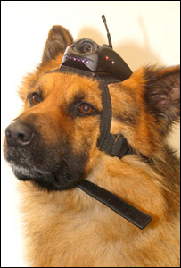 Cão