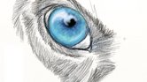 Wolf Eye