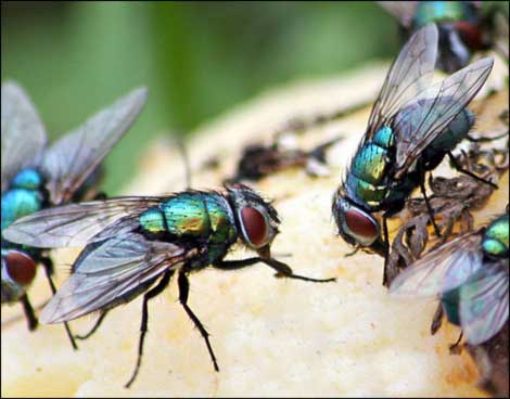 Flies on a potato