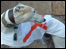 Liberation Dog