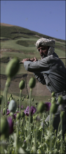 Afghan policeman on an opium poppy field