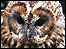 Tawny Owl