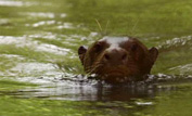 Giant otter swimming