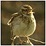 Wood Lark