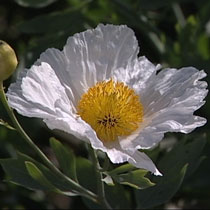 Tree poppy