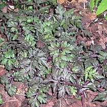 Anthriscus 'Ravenswing'