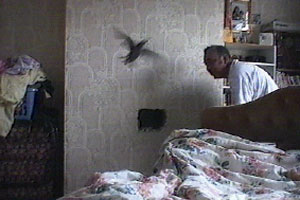 Biral helps free a trapped bird