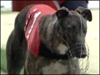 Greyhound at a racing track
