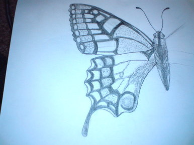 Swallowtail butterfly