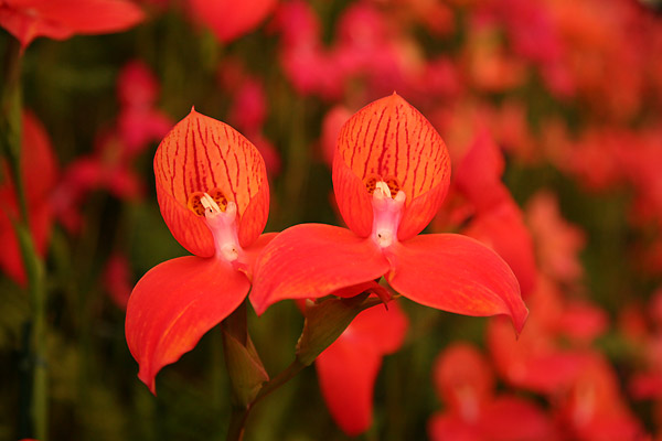A garden at Tatton Park