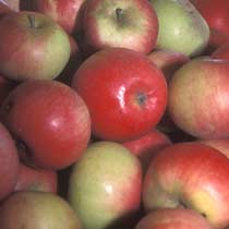 Malus domestica 'Discovery'