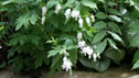 Dicentra spectabilis 'Alba'