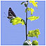Purple Emperor on tree