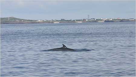 Minke Whale c/o Hebridean Whale and Dolphin Trust
