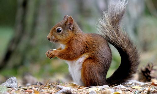 redsquirrel.jpg