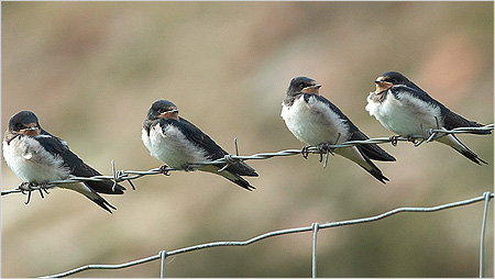 Young swallows on wire c/o northeastwildlife.co.uk
