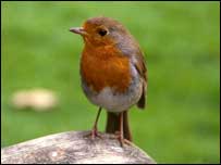Robin