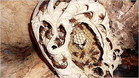 Hornets nest c/o Adrian Smith