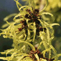 Hamamelis, Witch hazel
