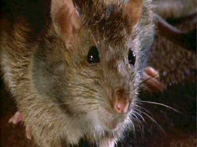 A brown rat