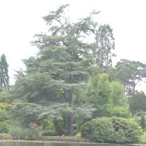 Blue Atlas cedar