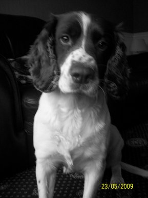 Black/white photo of my dog Leo