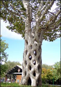 درخت