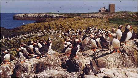 Farnes Island
