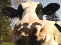 Vaca (arquivo)