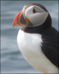 Farne Island Puffin