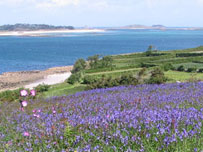 Bluebells by Carole Turner 