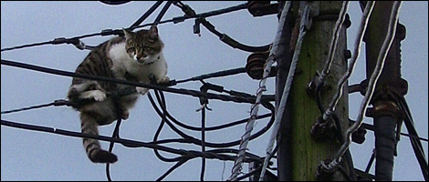 Freddy the cat on a wire