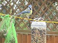 Video Nation: Blue Tit