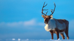 Reindeer from Nature Picture Library