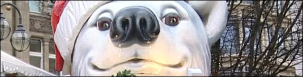 One polar bear definately not threatened by climate change