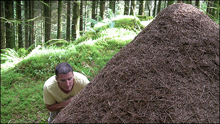 Presenter Lolo examining a wood ant nest c/o Paul Greenan