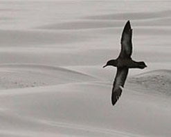 Image of a Sooty Shearwater by Santa Cruz, California photographer Jeff Poklen