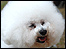 Bichon Frise