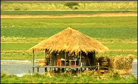 Pic: A hut in a field.