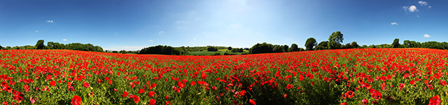 poppiespanorama-640-wide.jpg
